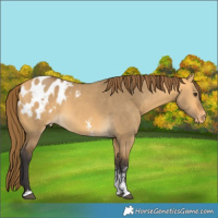 Horse Color:Buckskin Dun Sabino Appaloosa 