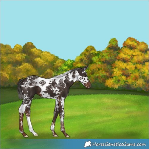 Horse Color:Liver Chestnut Splash Tobiano 