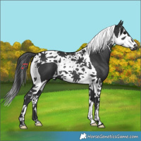 Horse Color:Black Splash Tobiano 