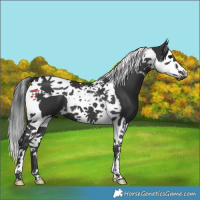 Horse Color:Black Splash Tobiano 