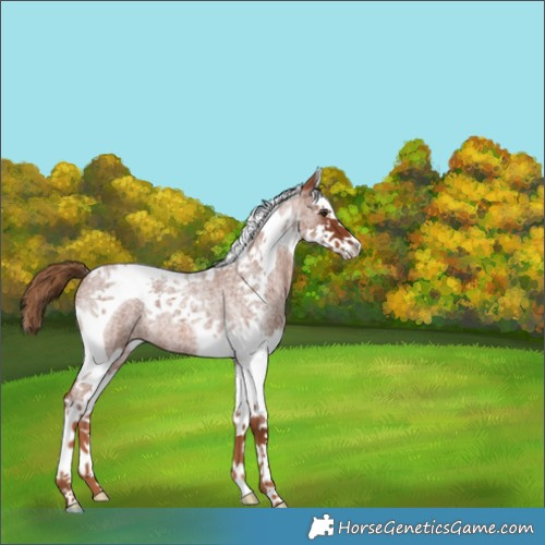 Horse Color:Red Roan Splash Tobiano 