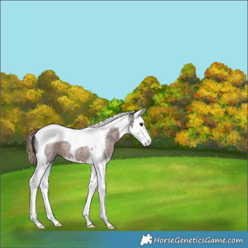 Horse Color:Liver Red Roan Splash Tobiano 