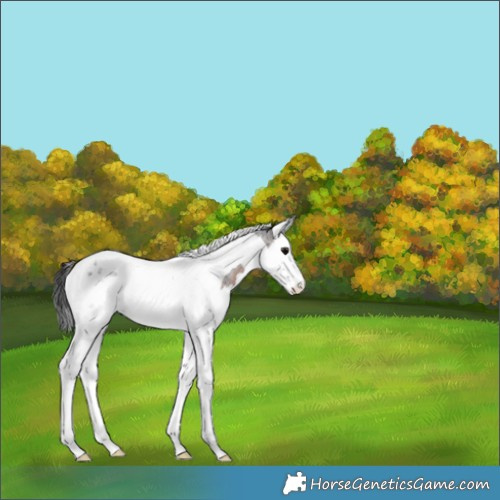 Horse Color:Brown Roan Splash Tobiano 