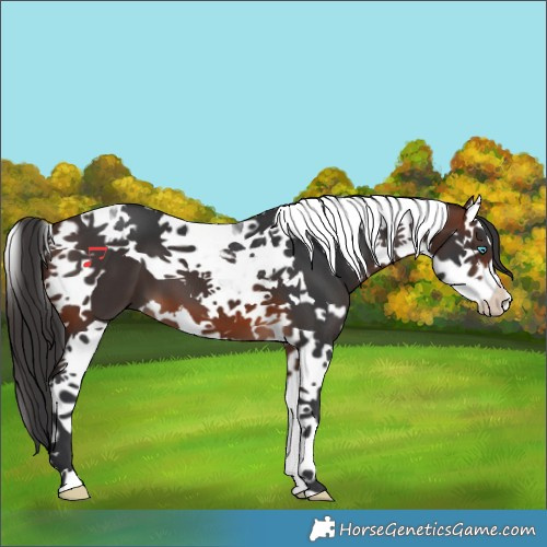 Horse Color:Brown Splash Tobiano 