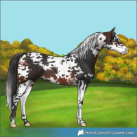 Horse Color:Brown Splash Tobiano 