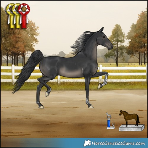 Horse Color:Black Tobiano 