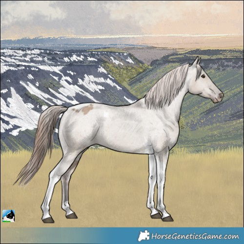 Horse Color:Liver Red Dun Tobiano Appaloosa