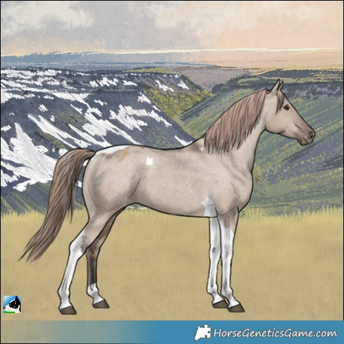 Horse Color:Liver Red Dun Tobiano Appaloosa