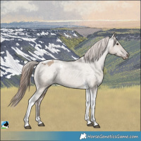 Horse Color:Liver Red Dun Tobiano Appaloosa 