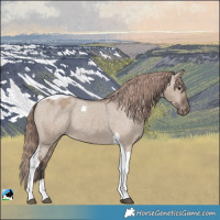 Horse Color:Liver Red Dun Tobiano Appaloosa 