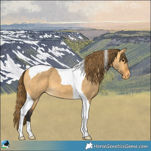 Horse Color:Buckskin Dun Tobiano Appaloosa 
