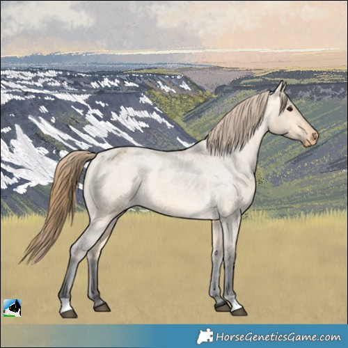 Horse Color:Buckskin Roan Dun Appaloosa 