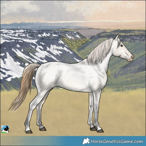 Horse Color:Buckskin Roan Dun Appaloosa 
