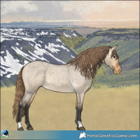 Horse Color:Buckskin Roan Dun Appaloosa