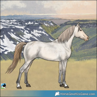 Horse Color:Buckskin Roan Dun Appaloosa 