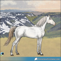 Horse Color:Buckskin Roan Dun Appaloosa