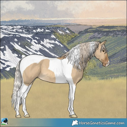 Horse Color:Chocolate Palomino Dun Tobiano Appaloosa 