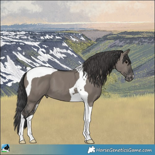 Horse Color:Grullo Tobiano Appaloosa 