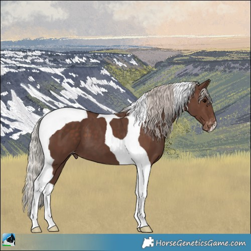 Horse Color:Silver Black Tobiano Appaloosa 
