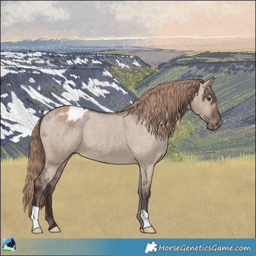 Horse Color:Liver Red Dun Appaloosa 