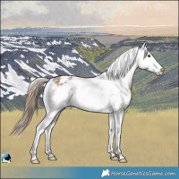 Horse Color:Liver Red Dun Appaloosa 