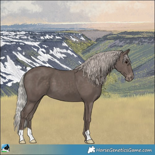 Horse Color:Silver Black Appaloosa 