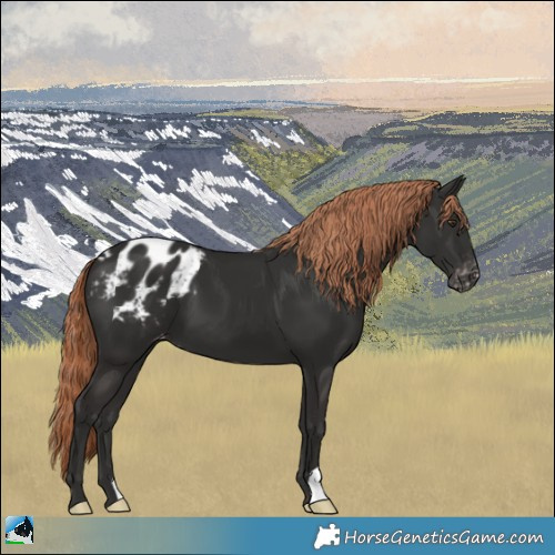 Horse Color:Liver Chestnut Appaloosa 