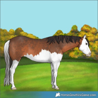 Horse Color:Brown Splash 