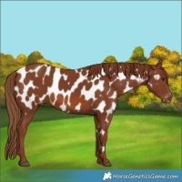 Horse Color:Chestnut Near Leopard