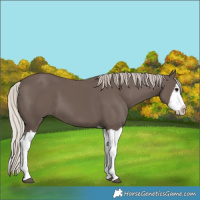 Horse Color:Silver Black Splash 