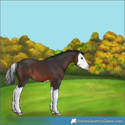 Horse Color:Brown Splash 