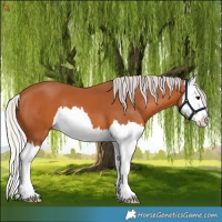 Horse Color:Silver Bay Splash 