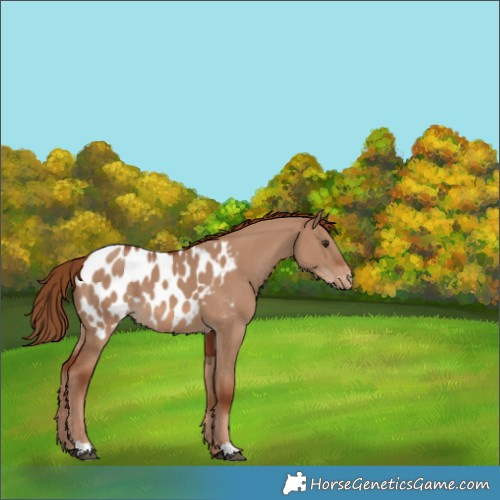 Horse Color:Red Dun Blanket 