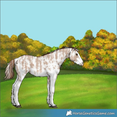 Horse Color:Red Dun Sabino 