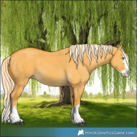 Horse Color:Palomino Dun Splash 