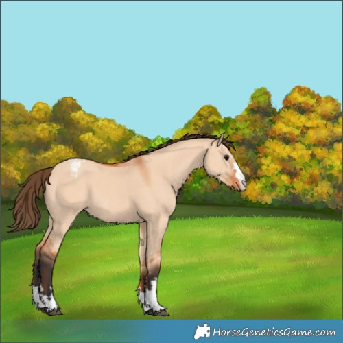 Horse Color:Bay Dun Appaloosa 