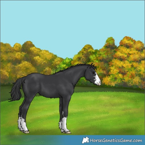 Horse Color:Black 
