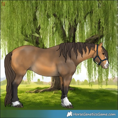 Horse Color:Buckskin 