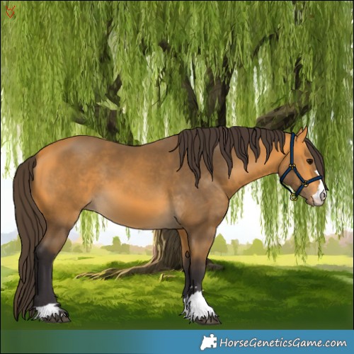 Horse Color:Buckskin 