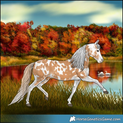 Horse Color:Chestnut Appaloosa 