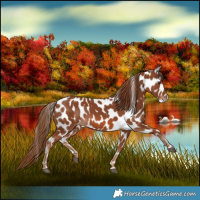 Horse Color:Chestnut Appaloosa