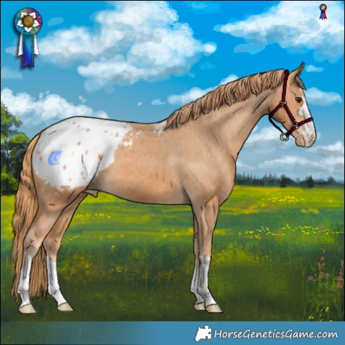 Horse Color:Chestnut Blanket 