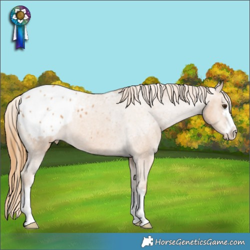 Horse Color:Chestnut Appaloosa 