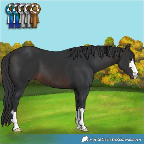 Horse Color:Brown 