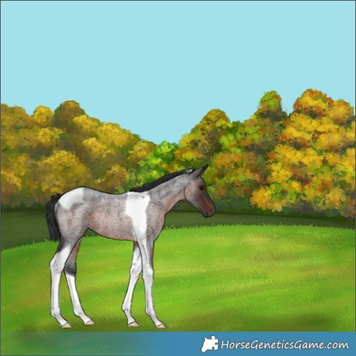 Horse Color:Brown Roan Tobiano Rabicano 