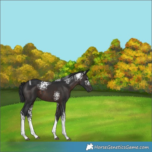 Horse Color:White Spotted Brown Tobiano 