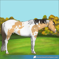 Horse Color:White Spotted Buckskin Dun Tobiano 
