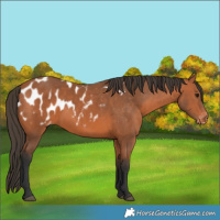 Horse Color:Bay Appaloosa 