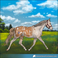 Horse Color:Chestnut Appaloosa 