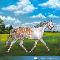 Horse Color:Chestnut Appaloosa 